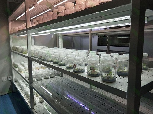 成县植物组织培养实验室设计建设方案